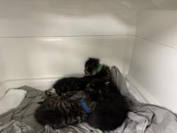 Shelter Stray Female Cat last seen in box in lobby of 3030 Surf Avenue, BROOKLYN, NY, 11224, 326 E 110th St, New York, NY 10029, USA