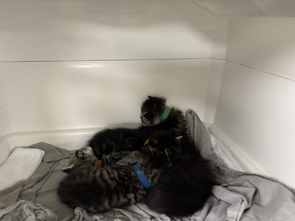 Shelter Stray Female Cat last seen in box in lobby of 3030 Surf Avenue, BROOKLYN, NY, 11224, 326 E 110th St, New York, NY 10029, USA