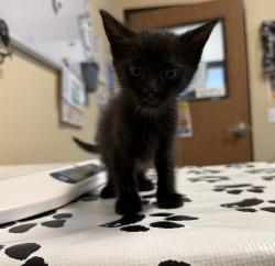 Shelter Stray Male Cat last seen Near Paseo Del Norte, Carlsbad, CA, 92008, Oceanside, CA 92058, USA
