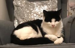 Lost Female Cat last seen Hempstall road, Greater London, England NW6 2PR
