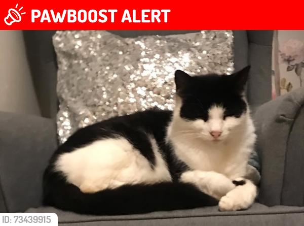 Lost Female Cat last seen Hempstall road, Greater London, England NW6 2PR