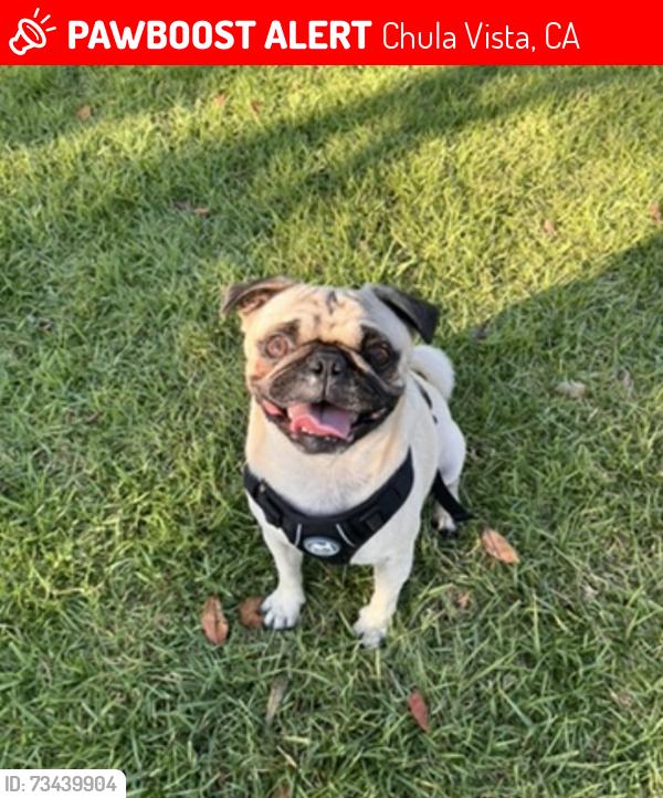 Lost Male Dog last seen Near Madrona Street, Chula Vista, CA, USA, Chula Vista, CA 91910