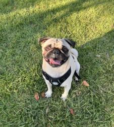 Lost Male Dog last seen Near Madrona Street, Chula Vista, CA, USA, Chula Vista, CA 91910