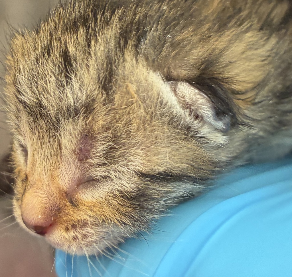 Shelter Stray Female Cat last seen NE 98th & Prescott st, PORTLAND, OR, 97220, 1700 W Historic Columbia River Hwy, Troutdale, OR 97060, USA