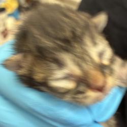 Shelter Stray Male Cat last seen NE 98th & Prescott st, PORTLAND, OR, 97220, 1700 W Historic Columbia River Hwy, Troutdale, OR 97060, USA