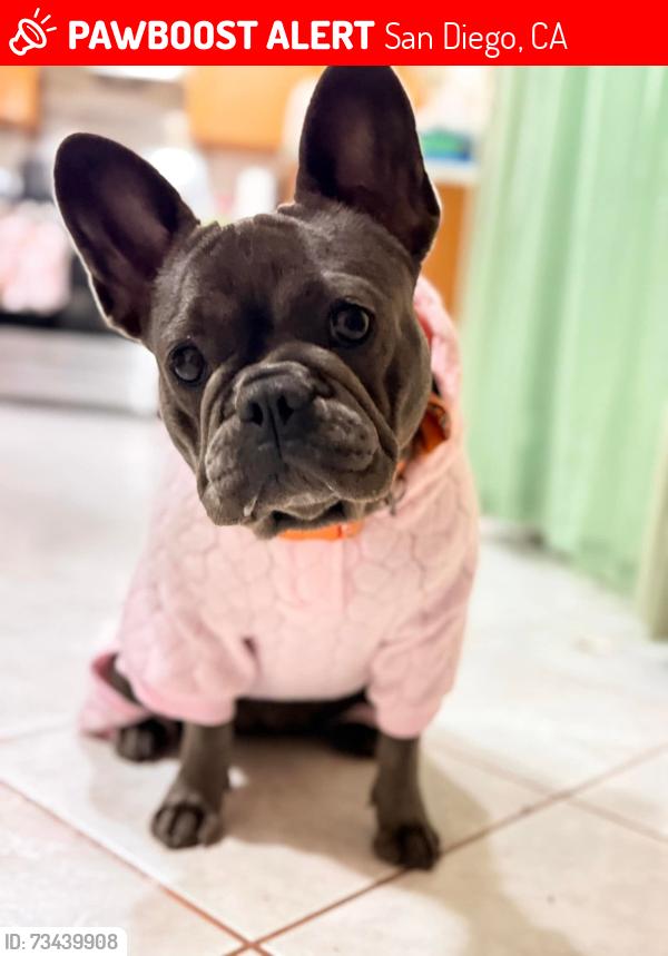 Lost Female Dog last seen Via Las Tonadas and Vista Ln, San Diego, CA 92173