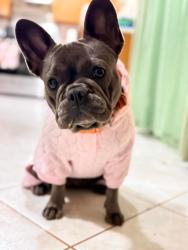 Lost Female Dog last seen Via Las Tonadas and Vista Ln, San Diego, CA 92173
