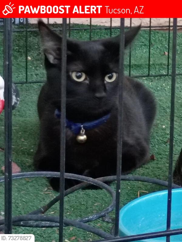 Lost Female Cat last seen sycamore Creek Apts iBuilding 33 apt 1280 Tucson, Arizona 85712, Tucson, AZ 85712