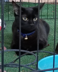Lost Female Cat last seen sycamore Creek Apts iBuilding 33 apt 1280 Tucson, Arizona 85712, Tucson, AZ 85712