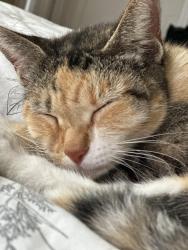 Lost Female Cat last seen Rose garden, San Jose, CA 95126