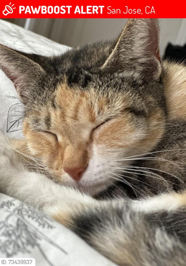 Lost Female Cat last seen Rose garden, San Jose, CA 95126