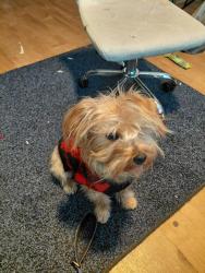 Lost Male Dog last seen Motel 6 on powell, Portland, OR 97266