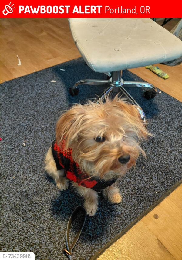 Lost Male Dog last seen Motel 6 on powell, Portland, OR 97266