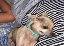 Reunited Female Dog last seen Bailey Dr, Newnan, GA 30263