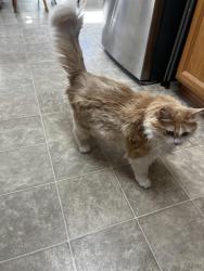 Reunited Female Cat last seen Morning mist way Roseville, Roseville, CA 95747
