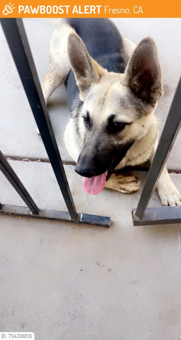 Found/Stray Female Dog last seen Shields, Fresno, CA 93723