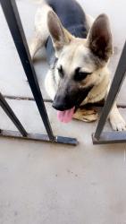 Found/Stray Female Dog last seen Shields, Fresno, CA 93723