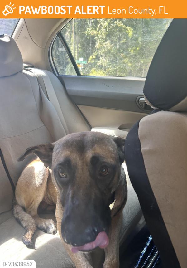 Found/Stray Male Dog last seen Running down hwy 20, Leon County, FL 32310