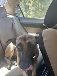 Found/Stray Male Dog last seen Running down hwy 20, Leon County, FL 32310