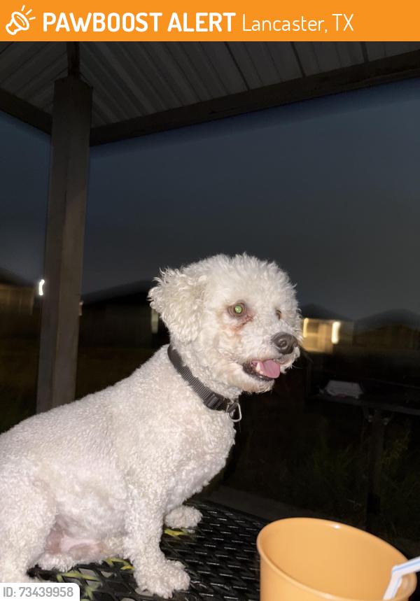 Found/Stray Male Dog last seen Boardwalk neighborhood park and basketball court, Lancaster, TX 75134