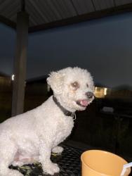 Found/Stray Male Dog last seen Boardwalk neighborhood park and basketball court, Lancaster, TX 75134