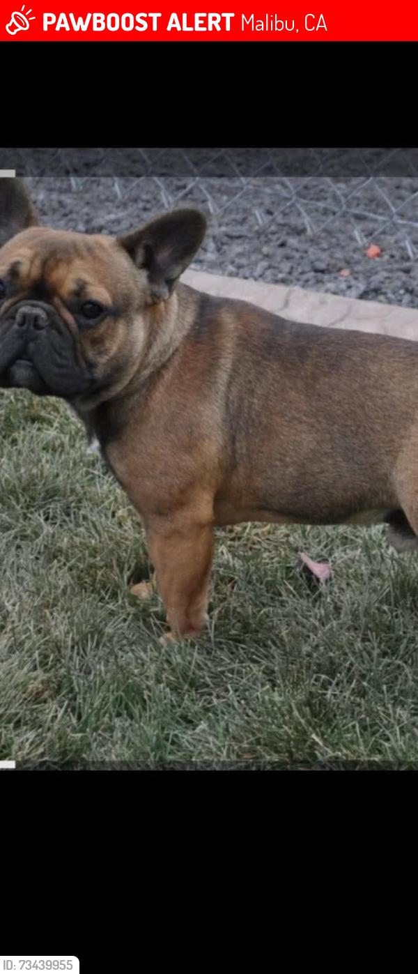 Lost Male Dog last seen Corral Canyon Loop Trail, Malibu, CA 90265