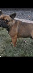Lost Male Dog last seen Corral Canyon Loop Trail, Malibu, CA 90265