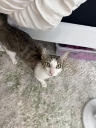 Found/Stray Female Cat last seen Near Lorca dr. Behind the Vons shopping center, San Diego, CA 92115