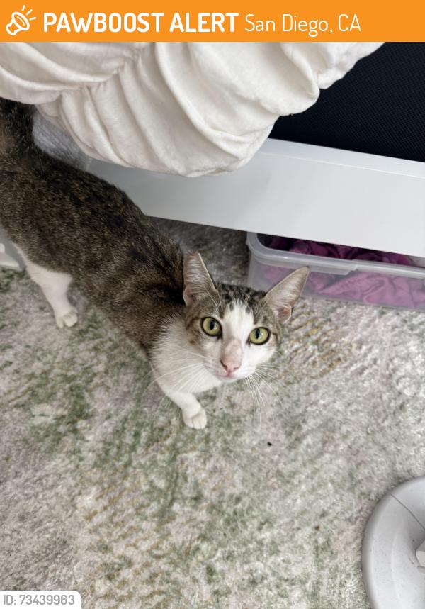 Found/Stray Female Cat last seen Near Lorca dr. Behind the Vons shopping center, San Diego, CA 92115