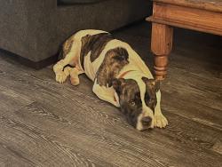 Reunited Male Dog last seen S Lamont, Lamont, Roy Pearson, North Pearson, Springfield, TN 37172