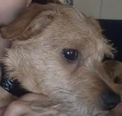 Reunited Male Dog last seen Near Cushing Eau Claire MI, Eau Claire, MI 49111