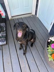 Found/Stray Female Dog last seen Ruemax, Pensacola, FL 32507