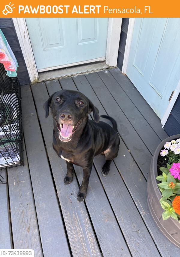 Found/Stray Female Dog last seen Ruemax, Pensacola, FL 32507