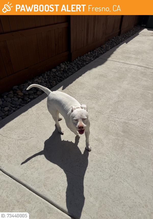 Found/Stray Female Dog last seen Acacia and san gabriel, Fresno, CA 93723