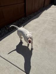 Found/Stray Female Dog last seen Acacia and san gabriel, Fresno, CA 93723