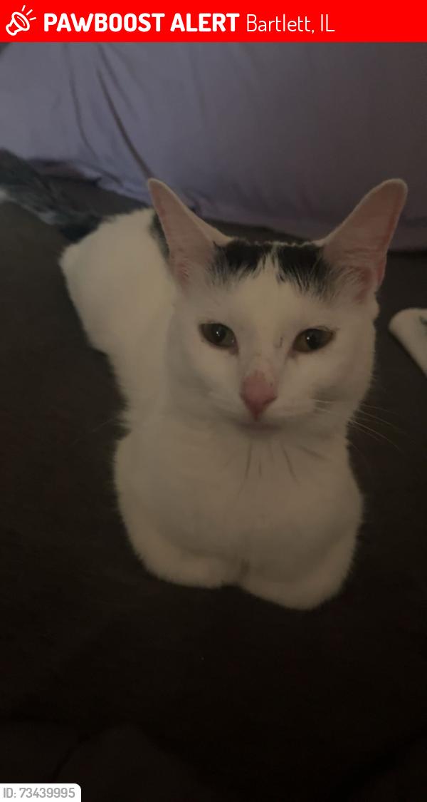 Lost Female Cat last seen Camp Sunrise, Bartlett, IL 60103