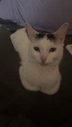 Lost Female Cat last seen Camp Sunrise, Bartlett, IL 60103