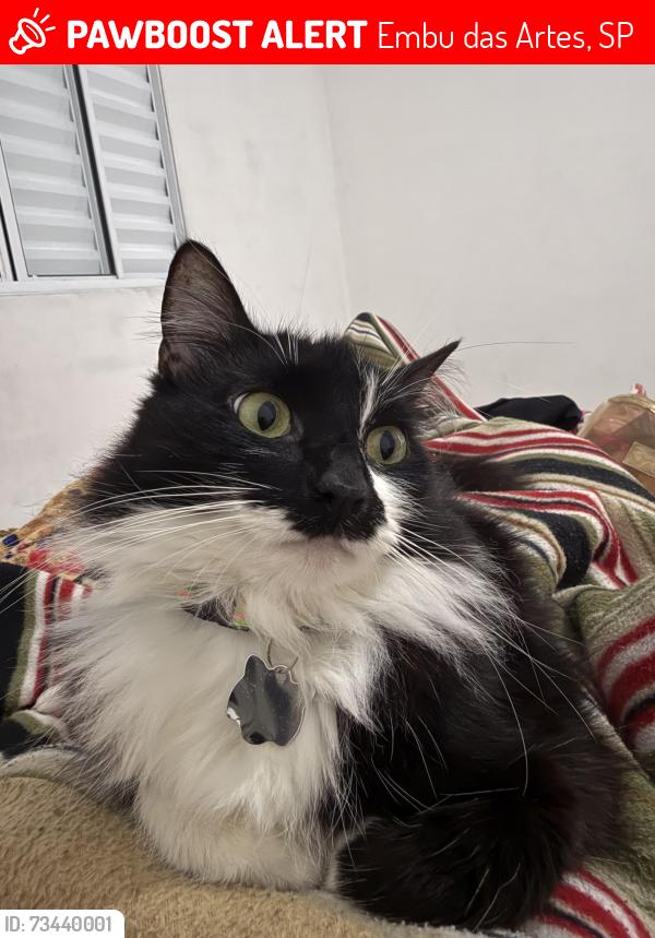 Lost Female Cat last seen Rua veredas das tulipas 258, Embu das artes, Embu das Artes, SP 