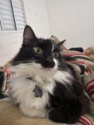 Lost Female Cat last seen Rua veredas das tulipas 258, Embu das artes, Embu das Artes, SP 