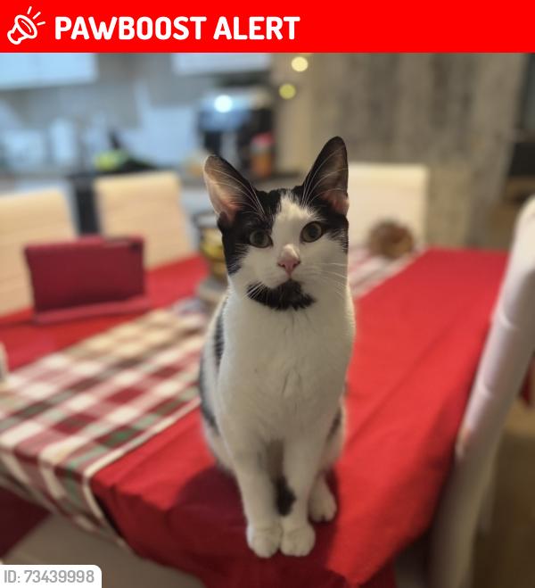 Lost Female Cat last seen Dyas Avenue, West Midlands, England B42 1HL