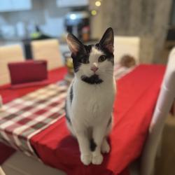 Lost Female Cat last seen Dyas Avenue, West Midlands, England B42 1HL