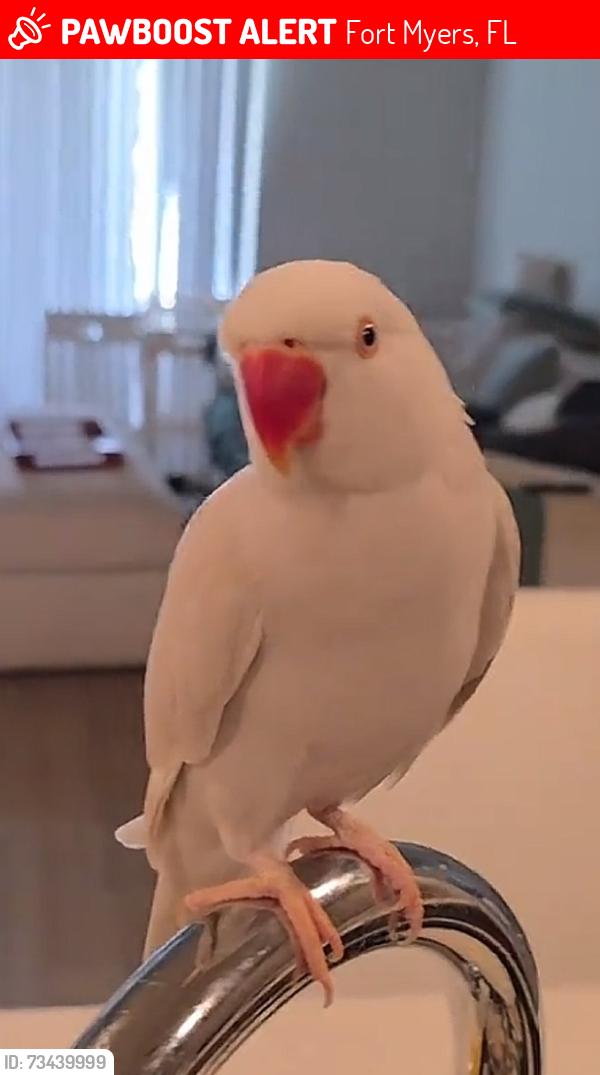 Lost Male Bird last seen San Carlos and 41, Fort Myers, FL 33908