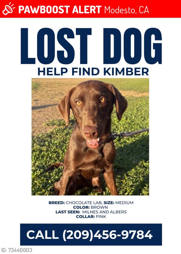 Lost Female Dog last seen Albers, Modesto, CA 95355