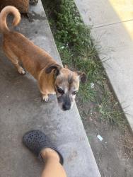 Found/Stray Male Dog last seen Woodruff and Oark Street at the end on Oark Street, Bellflower, CA 90706