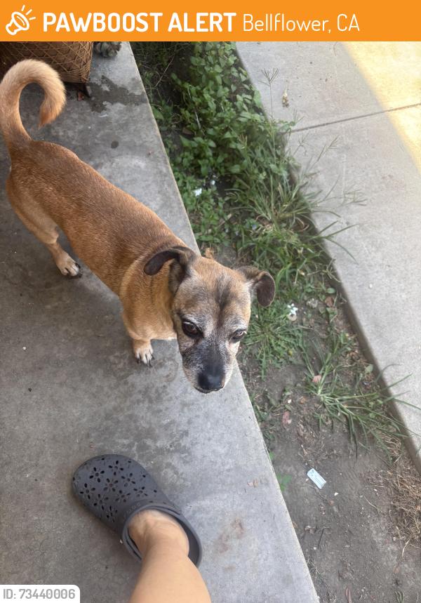 Found/Stray Male Dog last seen Woodruff and Oark Street at the end on Oark Street, Bellflower, CA 90706