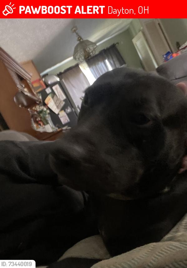 Lost Female Dog last seen church, Dayton, OH 45449