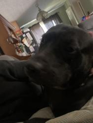 Lost Female Dog last seen church, Dayton, OH 45449