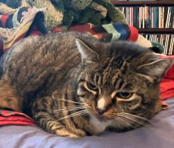 Lost Male Cat last seen Castro and Jackson, Albany, CA 94706