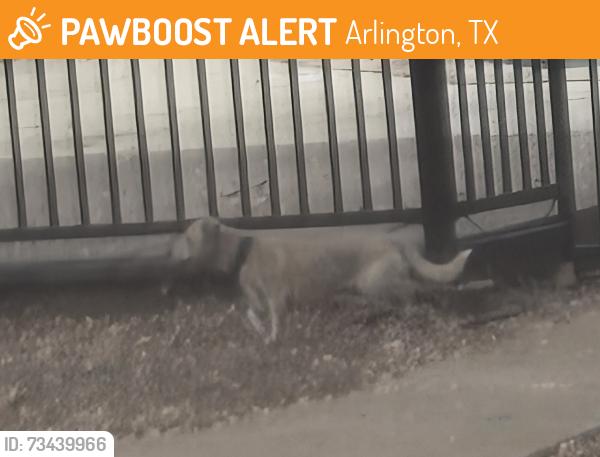 Found/Stray Male Dog last seen Parks At Treepoint Apts. by pond, Arlington, TX 76017