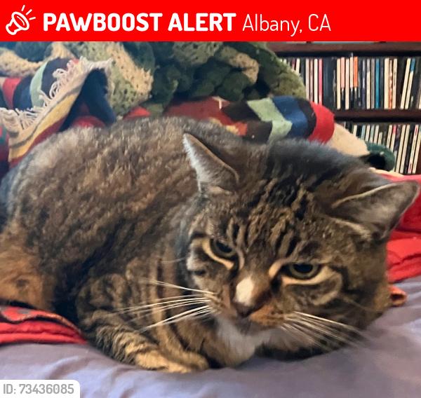 Lost Male Cat last seen Castro and Jackson, Albany, CA 94706